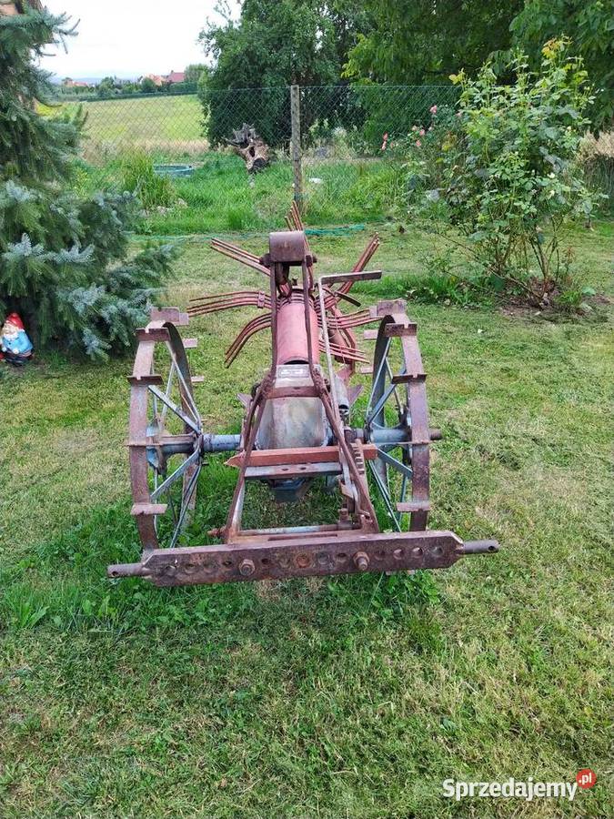 Kopaczka konna Michałowice