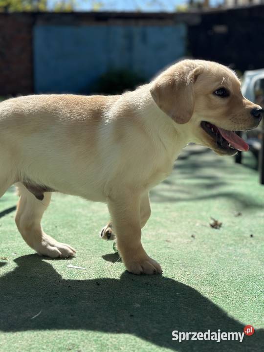 Piękny biszkoptowy Labrador z rodowodem FCI ZKwP Labrador Łódź