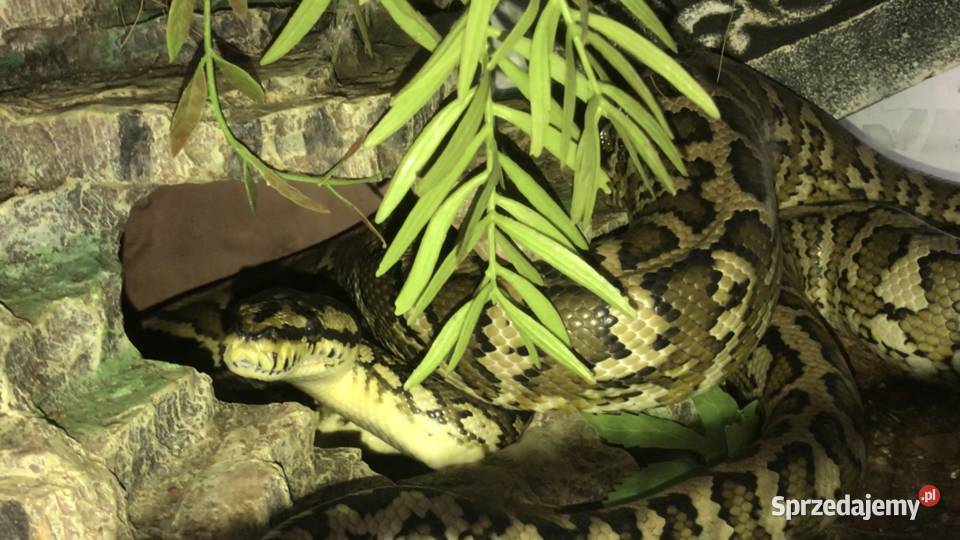 Morelia Spilota pyton dywanowy Warszawa