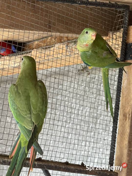 Sprzedam parę Baraband małopolskie Kraków