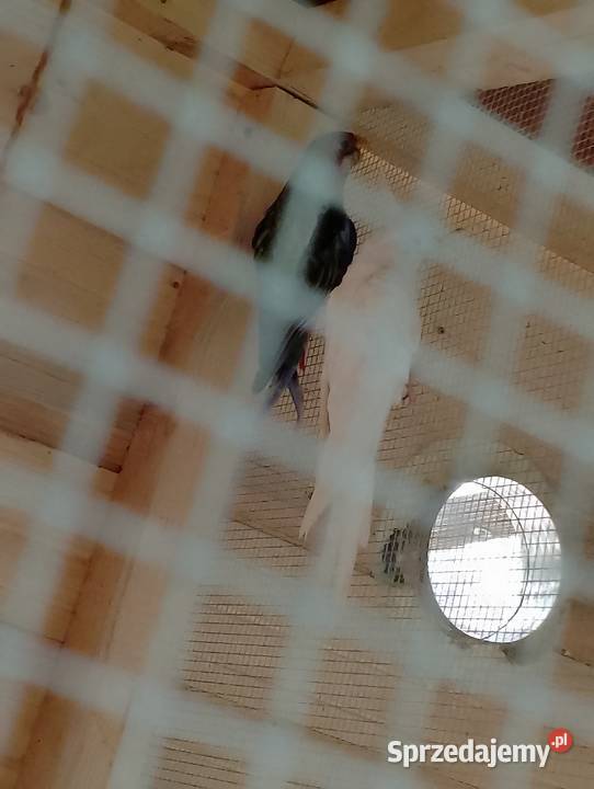 Rozella białolica Jastrzębia