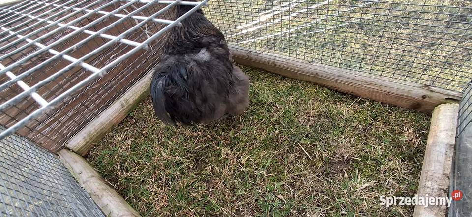 Kogut silki czekoladowy Nowy Sącz sprzedam