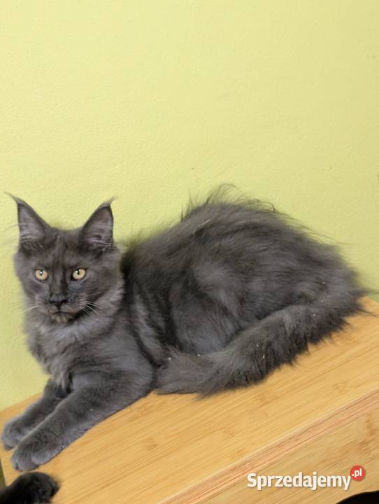 Ivett kocurek niebieski dymny Maine Coon Pszczyna