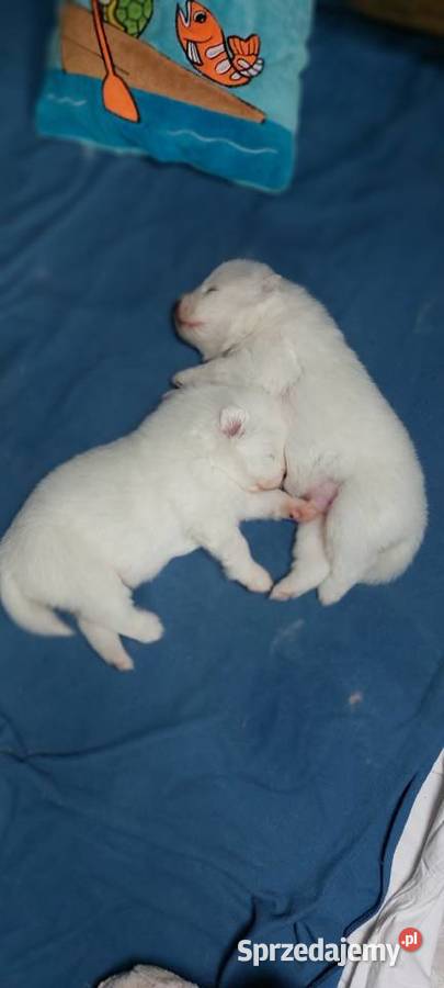 Samoyed szczeniaki FCI Odbiór Mikołaj Święta Kęty
