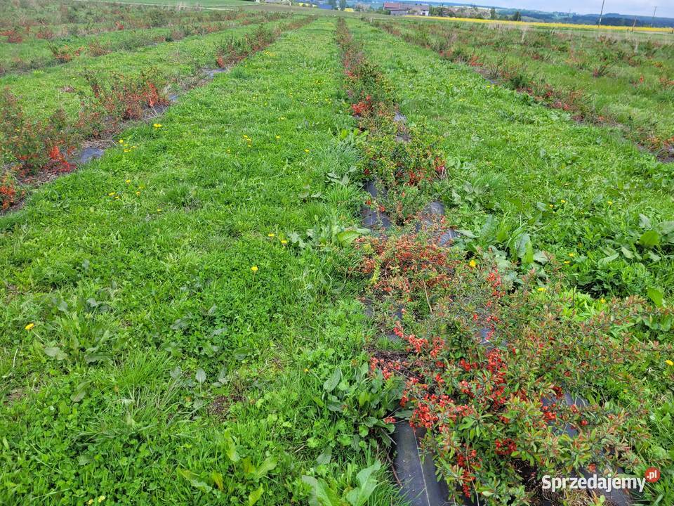 Sok tłoczony ze zwieżych owoców pigwowca NFC łódzkie Szczawin sprzedam