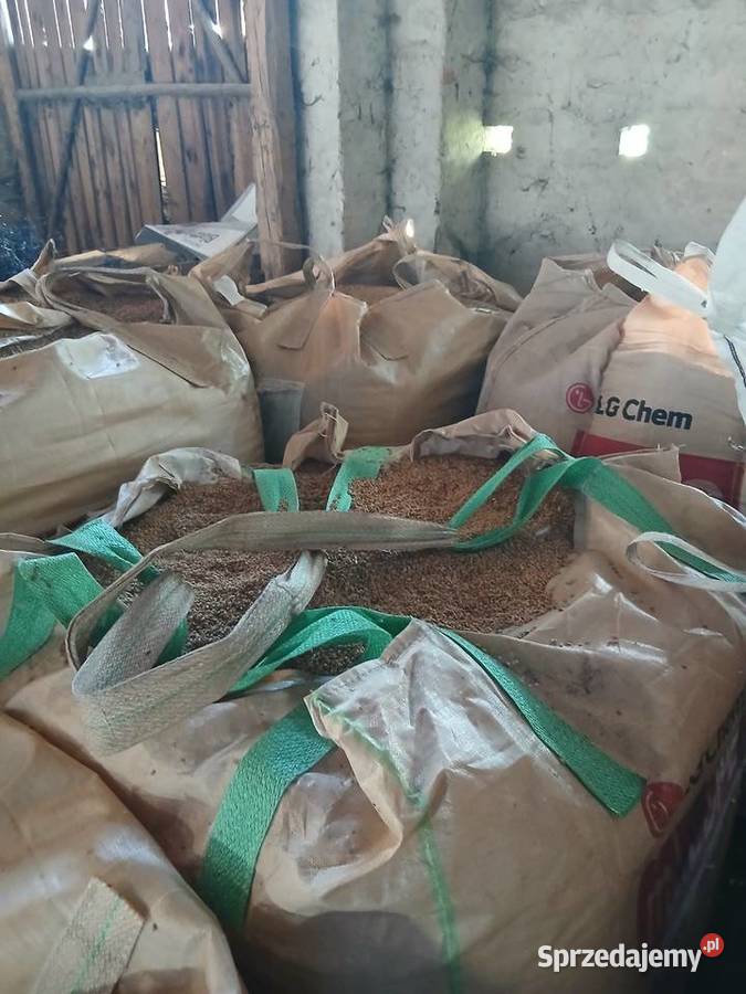 Pszenica jęczmień owies Zbiór 2025 sprzedam