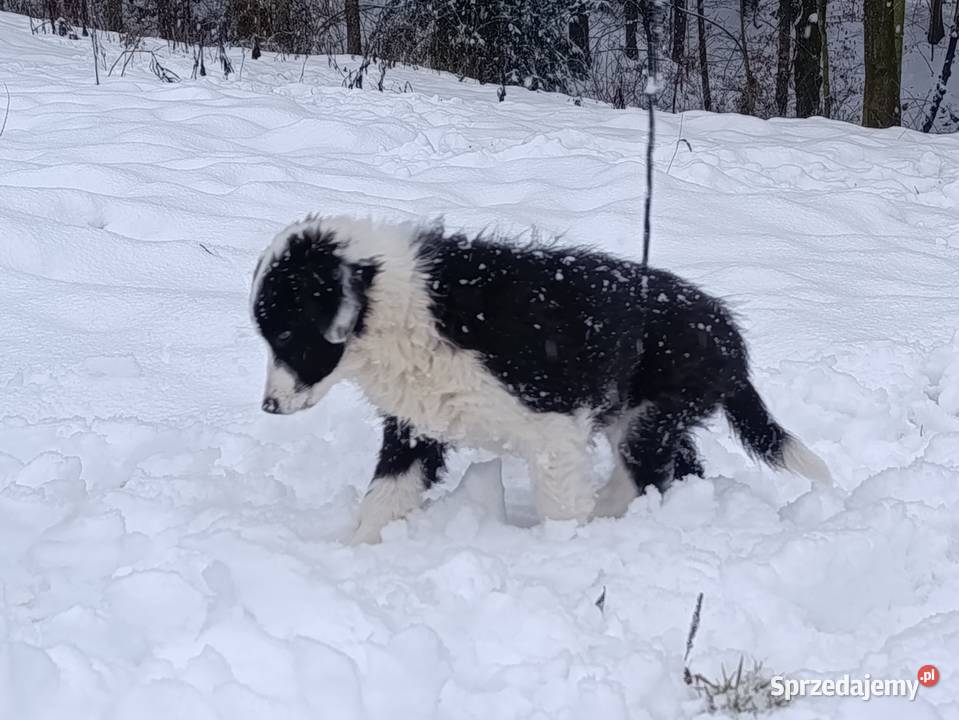 szczeniak suczka BORDER COLLIE czarnobiała podkarpackie Skołyszyn sprzedam