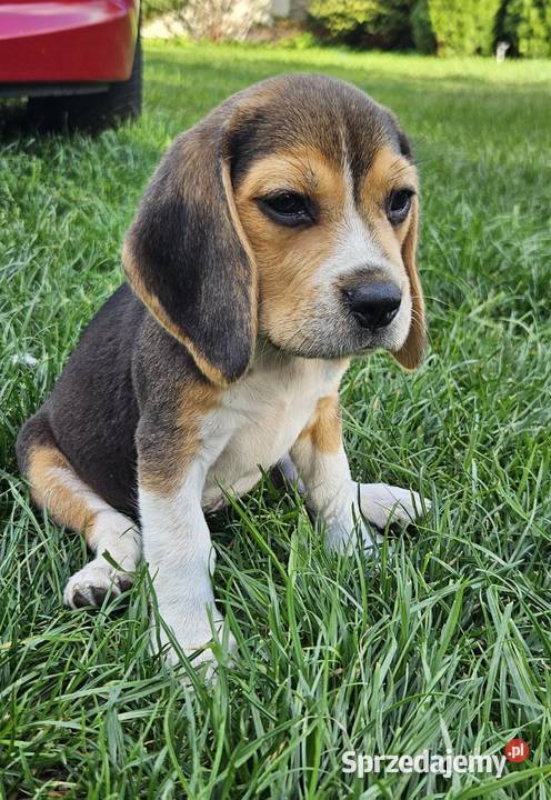 Cudowne szczeniaczki Beagle FCI ZKwP championie Mińsk Mazowiecki