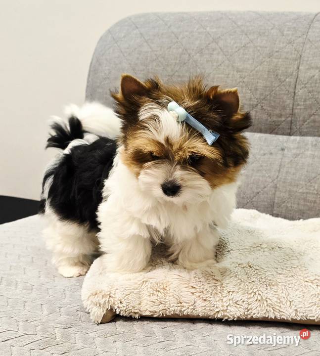 Śliczny MINI piesek Biewer York DO ODBIORU śląskie Orzesze