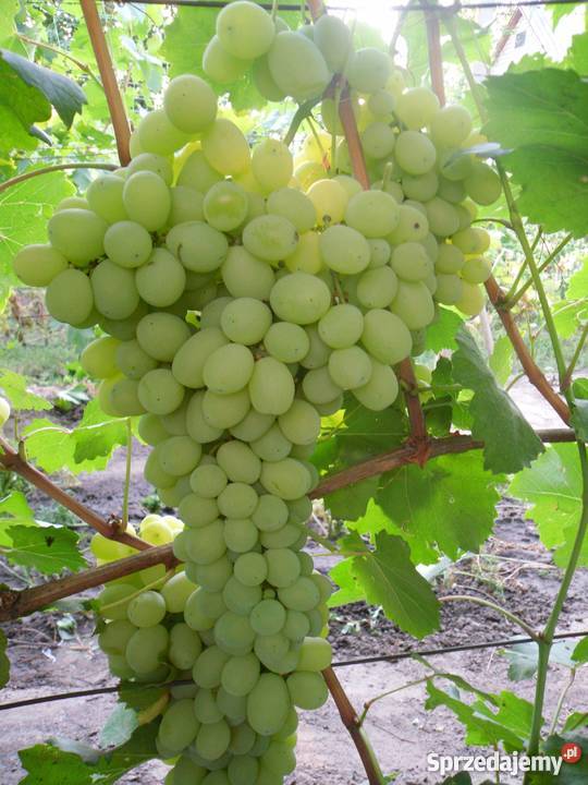 Sadzonki winorośli Ukraina Przemyśl
