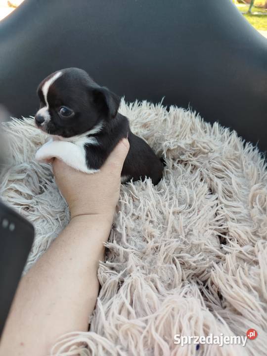 Szczeniaki pieski chihuahua Płońsk