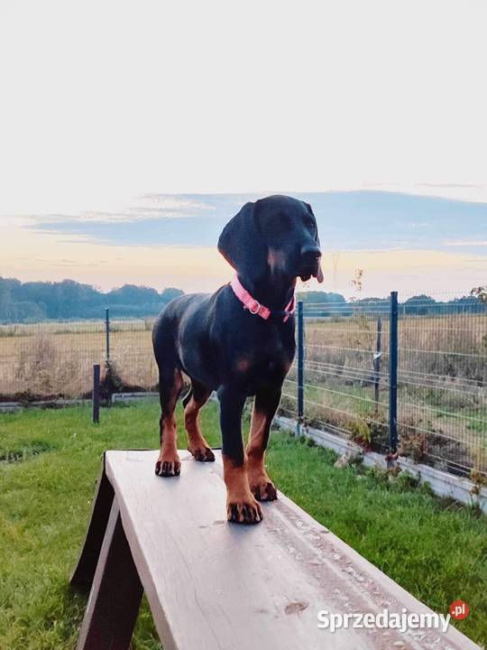 Sprzedam suczkę Polski Gonczy Hodowla Leśne Siewierz