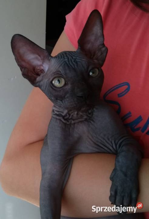 Płatna Adopcja Dostępne koty 7mcy do 3 lat Warszawa