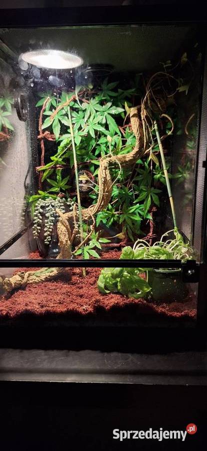 Kameleon jemeński samiec