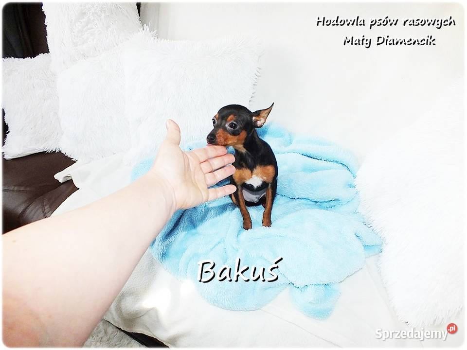 Mały Piesek BAKUŚ Ratlerek sarenka Pinczer Żary