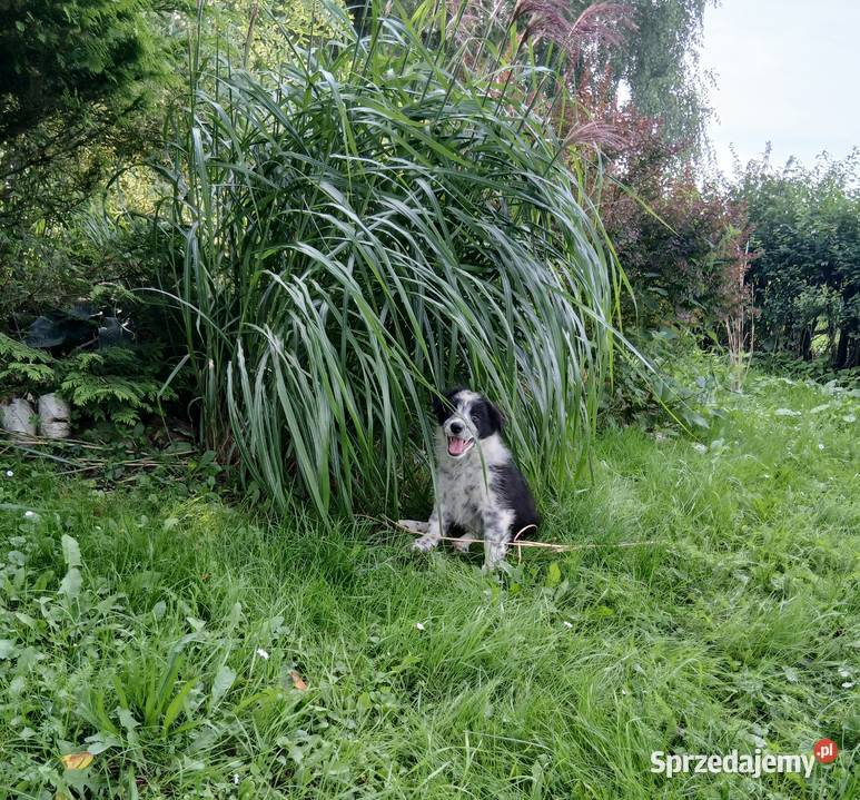 Border collie śliczny piesek Pozostałe Toruń sprzedam