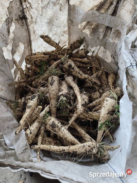 Warzywa pietruszka marchew ziemniaki