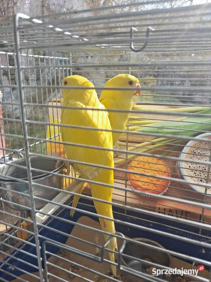 Akejsandreta obrozna lutino recznie karmiona świętokrzyskie Sandomierz