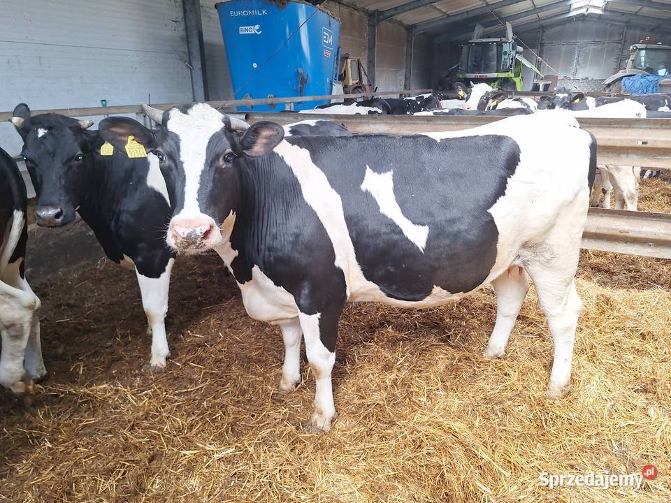 Sprzedam jalowice cielne Nowy Kobrzyniec