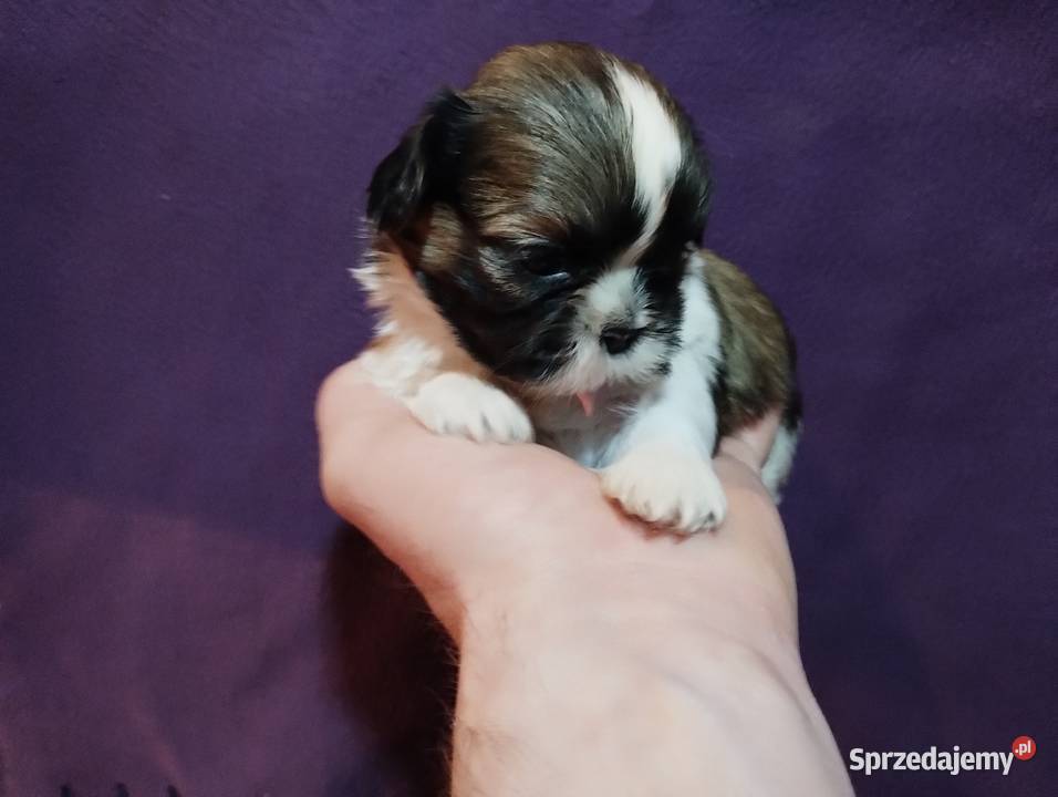 Shih TZU Shitzu Żychlin