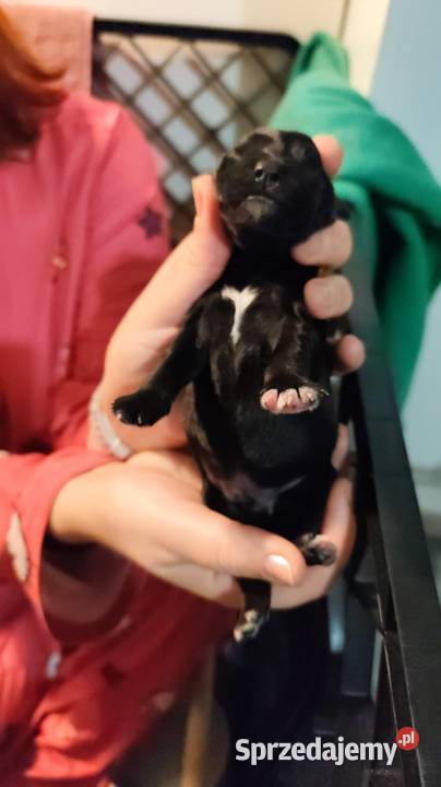 Sznaucerki szukają nowego domu wielkopolskie Poznań