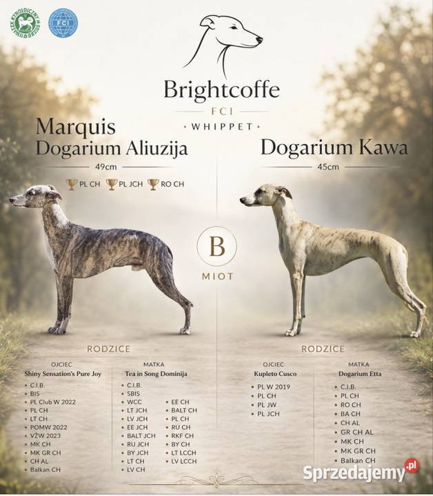 Whippet ZKwP FCI – szczenięta z domowej hodowli Brightcoffe Tczew