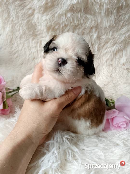 Piękna suczka ShihTzu tricolor Kępno sprzedam