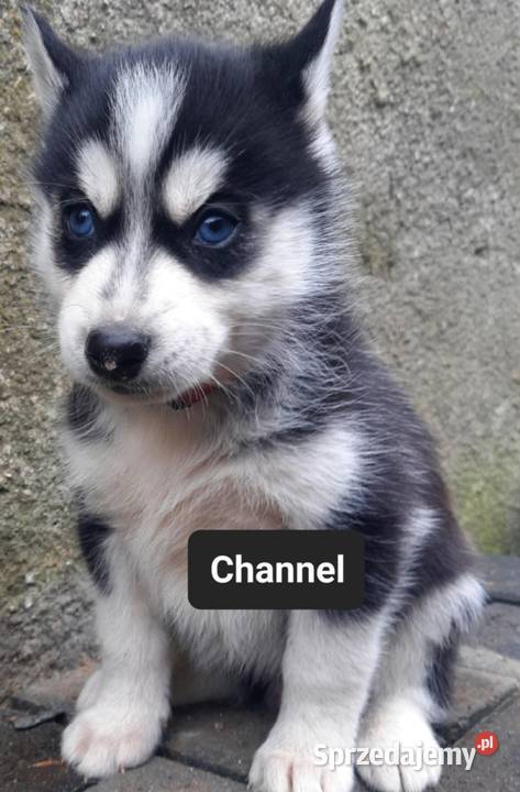 Syberiany husky mlode Husky Reda