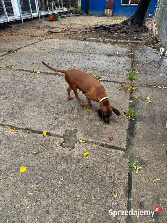 Suka Gończy Polski Brzesko