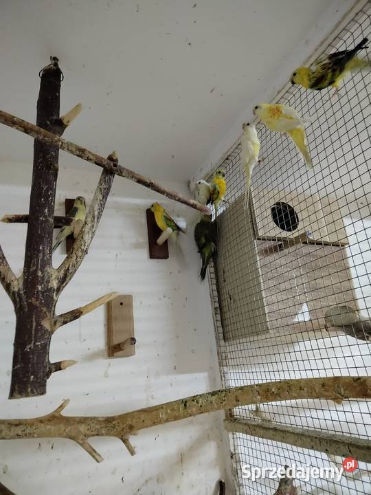 Młode świetgoty 2025