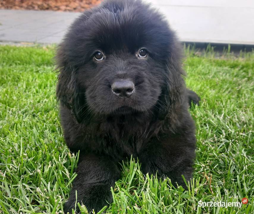 Szczeniaki Nowofundland Wodołaz ZKWP FCI Oborniki