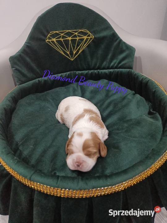 Szczenięta Cavalier King Charles spaniel suczki Tarnowskie Góry sprzedam