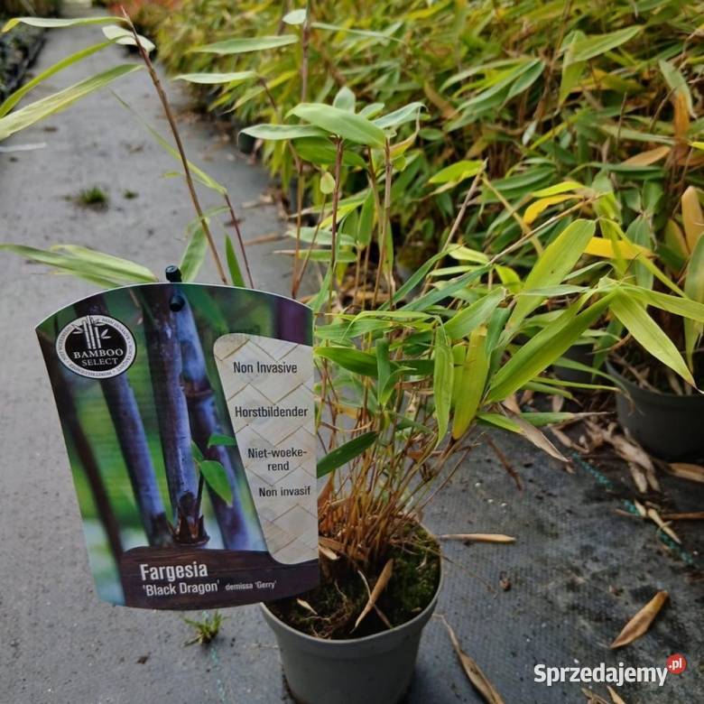 Bambus mrozoodporny Fargesia Black Dragon Opole