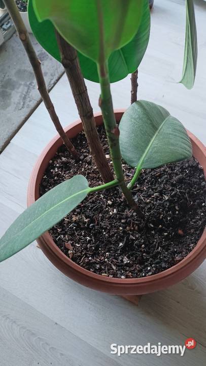 Fikus Ficus Elastica Liściaste Łódź sprzedam