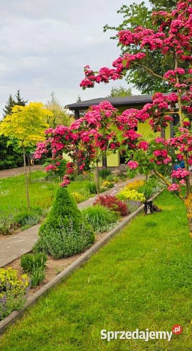 Działka rekreacyjna ROD Chełmno woda