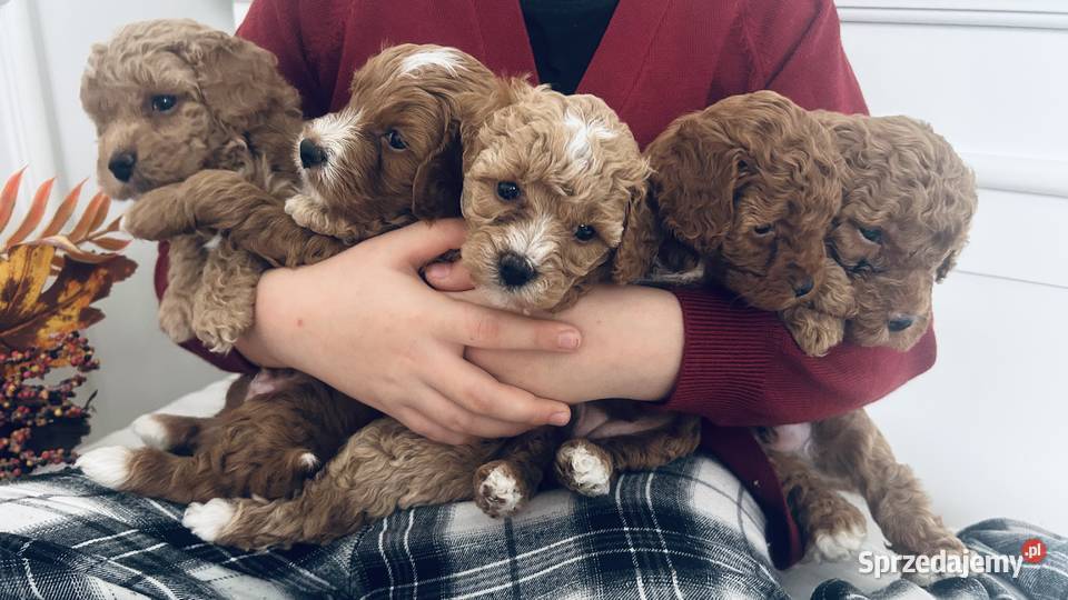 Urocze Maltipoo podkarpackie Czudec