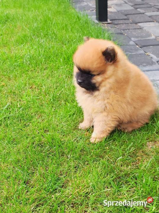 Szpic miniaturowy pomeranian Ciechanów