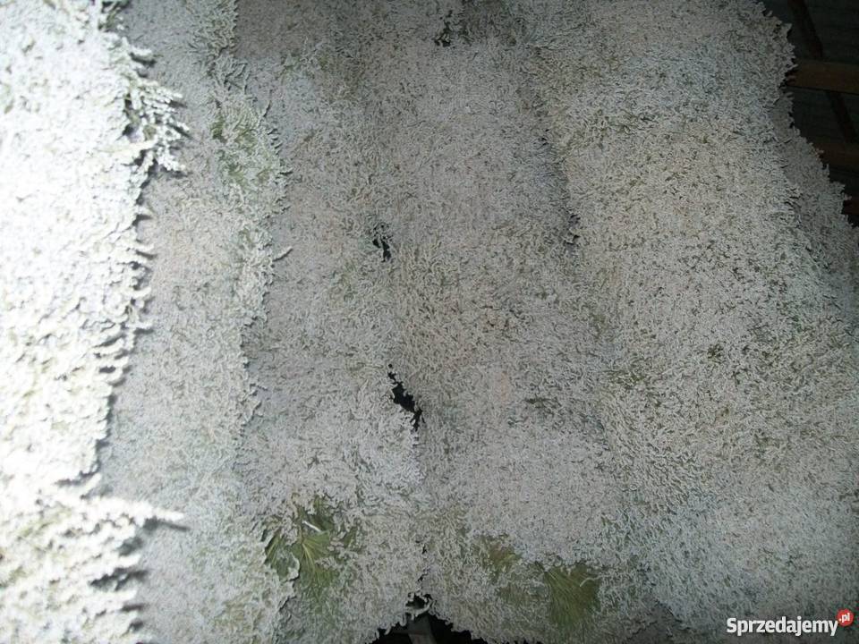 Zatrwian tatarski statycja Ryki