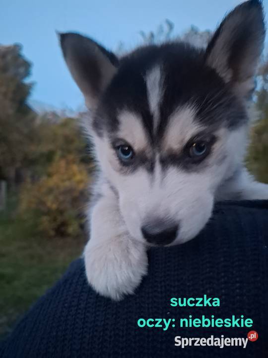 Szczenięta Husky Husky Jędrzejów sprzedam