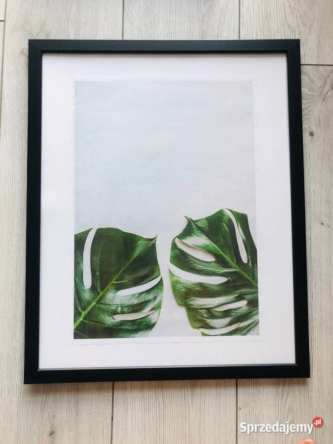 Obraz Plakat liście zielony tropikalny natura 42 łódzkie Łódź