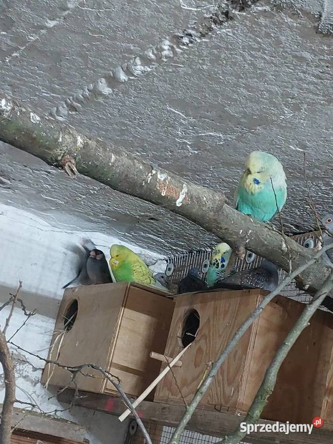 Sprzedam papugi Błaszki