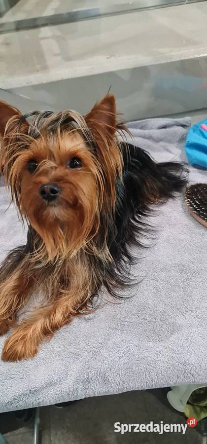 Yorkshirre terrier krycie pies z FCI zachodniopomorskie Szczecin