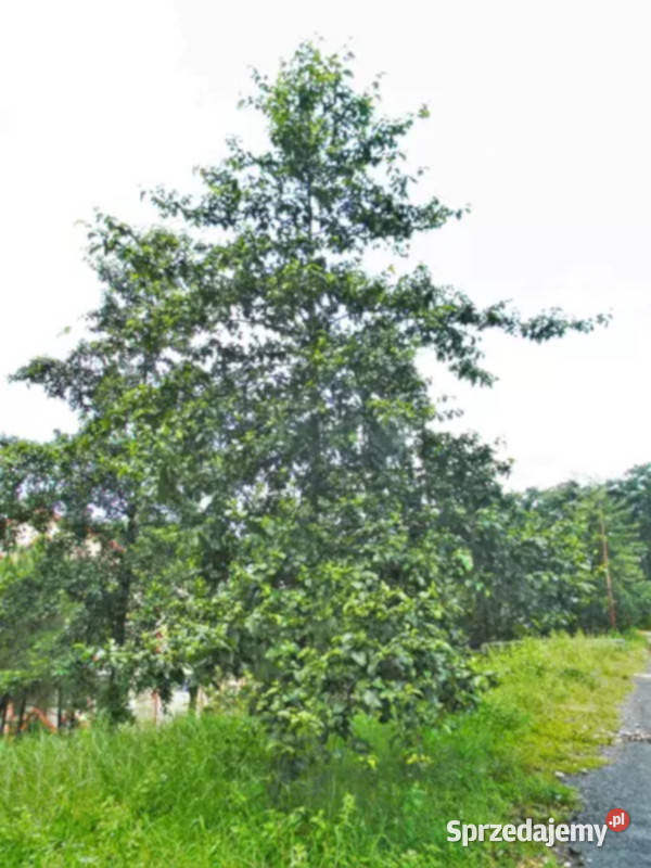 OLCHA NEPALSKA Alnus nepalensis NASIONA 100g Lubanie