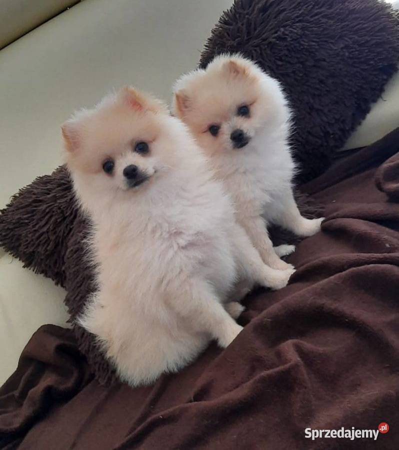 Przepiękne niedźwiadki rasy pomeranian Radom