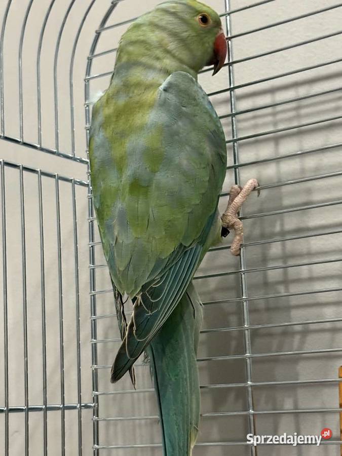 Papuga aleksandretta obrożna Oleśnica