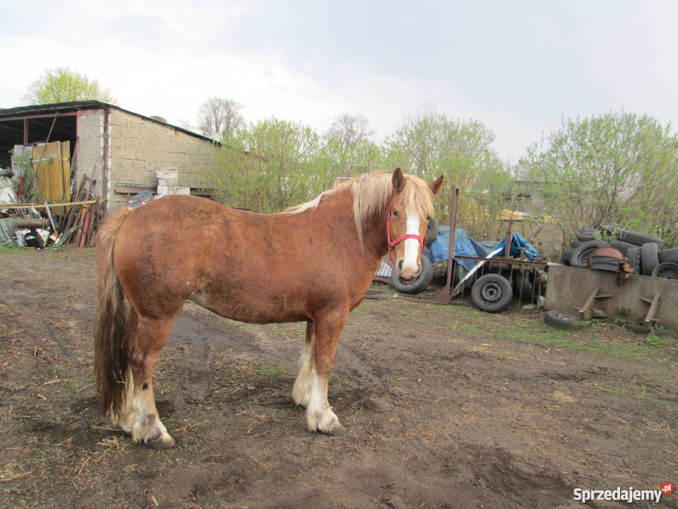 SPRZEDAM klacz zimnokrwistą Szamocin