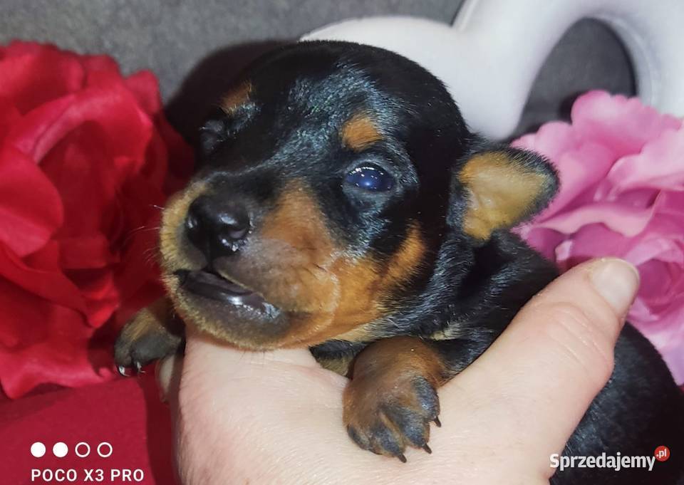 Szczenięta Pinczer Miniaturowy ZKWP fci Pozostałe Łochów