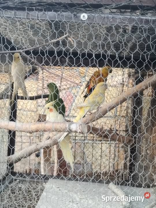 sprzedam papugi Niepołomice