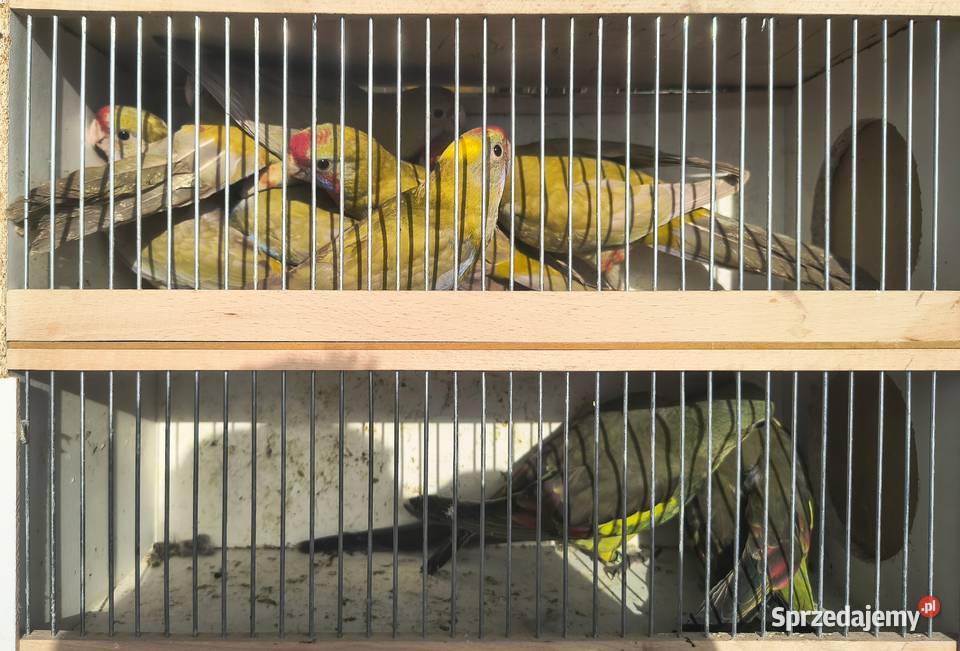 Rozelle królewksie Jaworowa