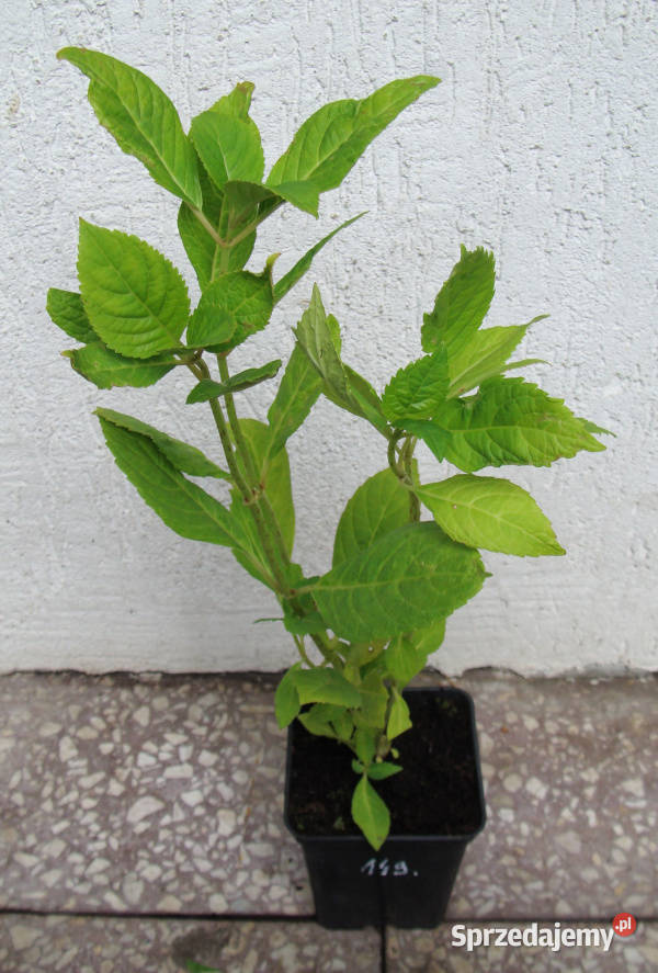 HORTENSJA BOUQUET ROSE sadzonki w doniczkach Lubanie